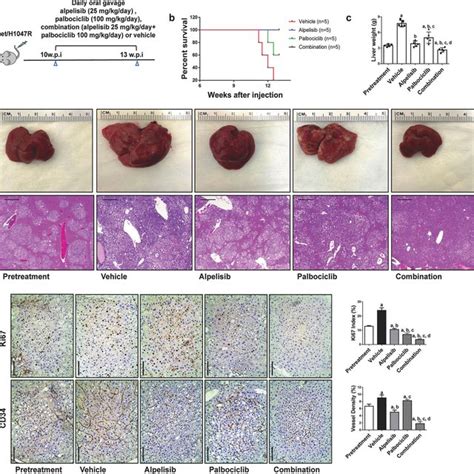 Combined Alpelisib Palbociclib Induces Tumor Regression In HCC Lesions