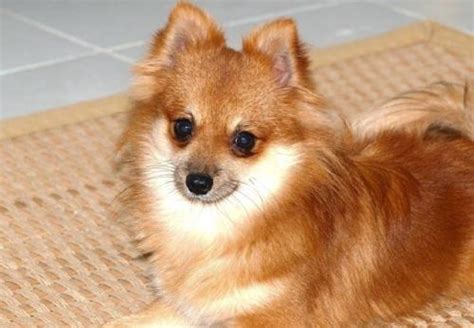 Harga Anjing Mini Pom Apa Bedanya Dengan Pomeranian