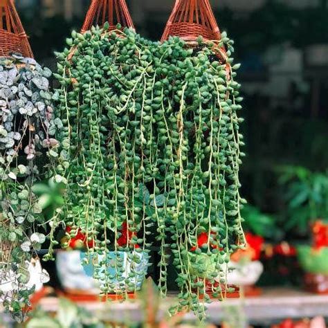 Senecio Angels Tears Succulent Australian Plants Online