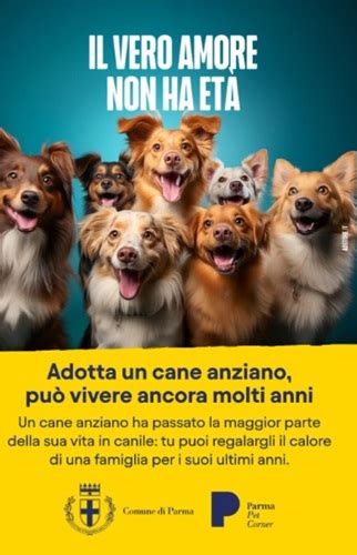 Campagna Affissioni Adotta Un Cane Anziano E Open Day In Canile Gattile