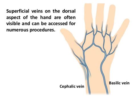 Anatomy of Back of fore arm and dorsum of hand