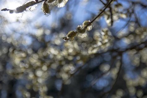 Pussy Willow Branches With Catkins Stock Photo Image Of Closeup