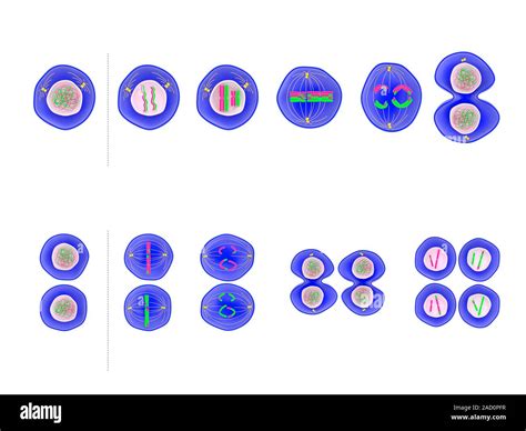 Meiosis División Celular Ilustración De Las Fases De La Meiosis Donde Una Celda Con Un Doble