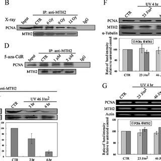 FRET Analysis Of PCNA MTH2 Interaction A And B FRET Assay Was