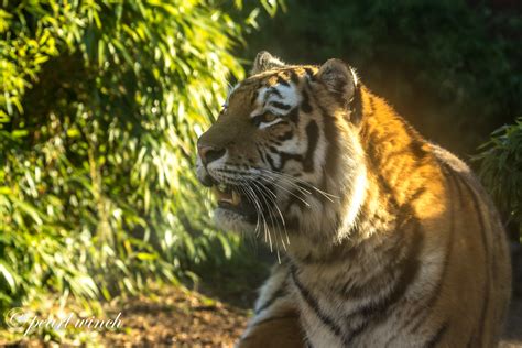 Amur Tiger Colchester Zoo 17th January 2022 Pearl Winch Flickr