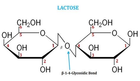 8 Glucose Structure Quiz Structureofglucose1