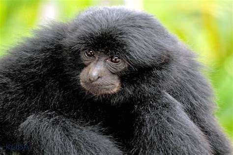 Siamang Honolulu Zoo Society