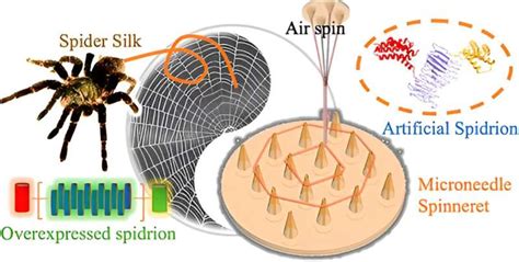 Kraig Biocraft Laboratories Inc Kblb Spinning Artificial Spider Silk