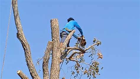 Mein Herz Blutet Der Baum Am Geisterhaus Muss Gestutzt Werden Youtube