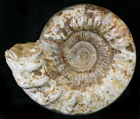 Massive, 14" Wide Ammonite Fossil With Stand (#21926) For Sale - FossilEra.com