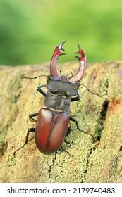 1,420 Stag Beetle Antlers Images, Stock Photos & Vectors | Shutterstock