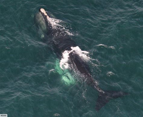 North Atlantic Right Whale Facts And Pictures