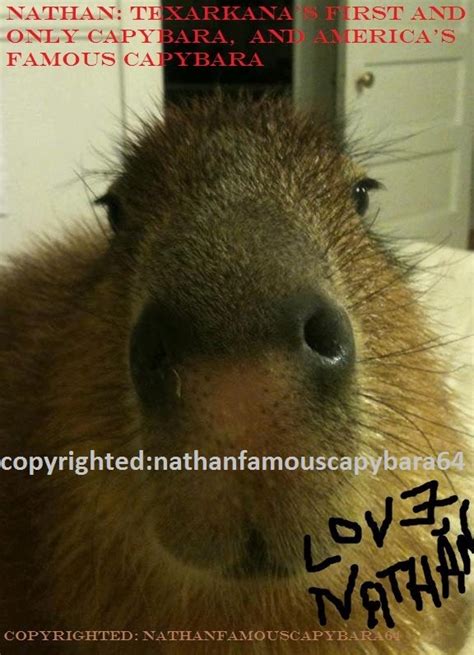 a capybara looking at the camera with caption that reads, nathan tarara ...