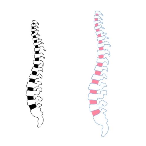 Premium Vector Vector Human Spine Illustration