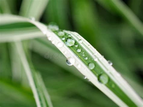 Gotas De Lluvia En Una Hoja Rayada Blanca Y Verde De Una Planta Cerrar