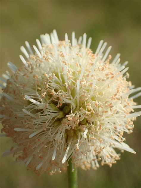 Tepeguaje dormilón Plantas del municipio de Coixtlahuaca iNaturalist