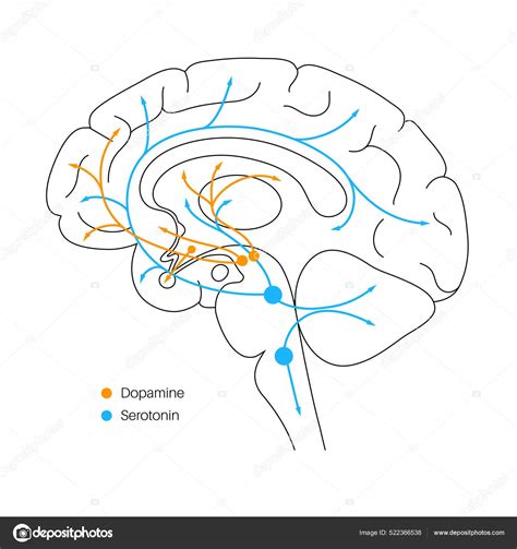 Vía serotonina y dopamina Vector de stock por Pikovit 522366538