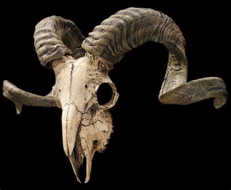 Ram Skull Animal Skulls Skull Reference Skull With Horns