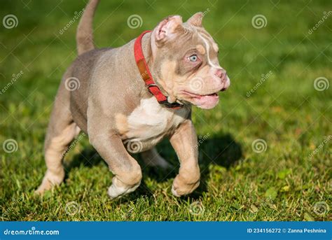 A Pocket Lilac Color Male American Bully Puppy Dog is Moving. Stock ...