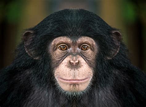 Gorilla and Chimp Safari | 9-Day Rwanda Safari | Red Savannah