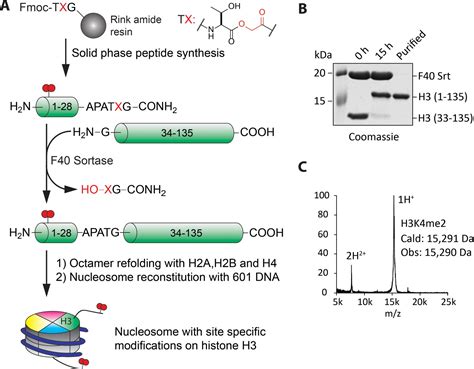 Lysine 14 Acetylation Of Histone H3 In Chromatin Confers Resistance To