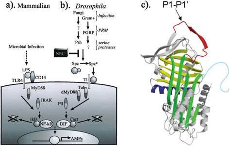 The Mammalian A And Drosophila B Toll Mediated Innate Immune