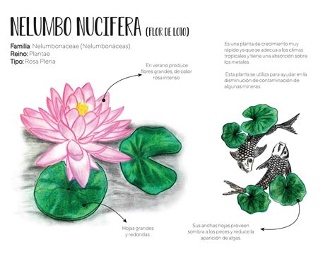 NELIMBO NUCIFERA Flor De Loto By LauraL Issuu