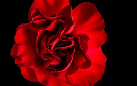 Download wallpaper 3840x2400 petals, rose, red, macro 4k ultra hd 16:10 hd background