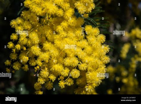Mimosa Tree Blossom High Resolution Stock Photography And Images Alamy