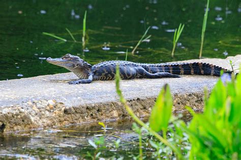 PHOTO OF THE DAY Alligator Captured Sunning Itself Near NASA S Kennedy