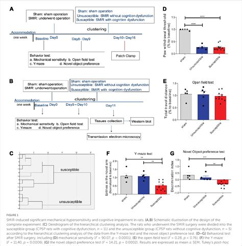 Figure From Differential Synaptic Mechanism Underlying The Neuronal