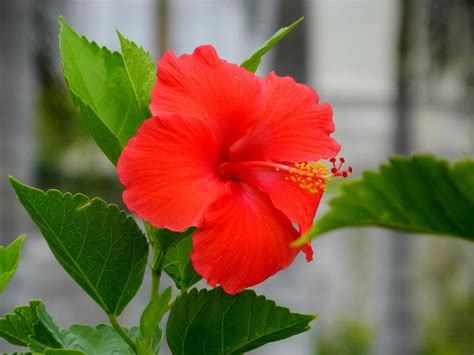 Single Flower Photograph By Arlane Crump Fine Art America