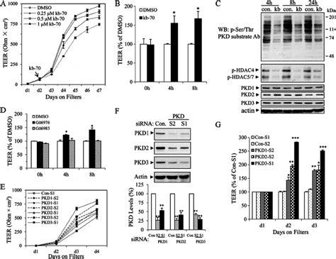 Inhibition Of PKD Activity Or Silencing Of PKD Increased TEER Of Airway