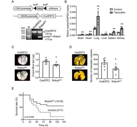 Endothelial Specific Robo Overexpression Suppresses Lps Induced