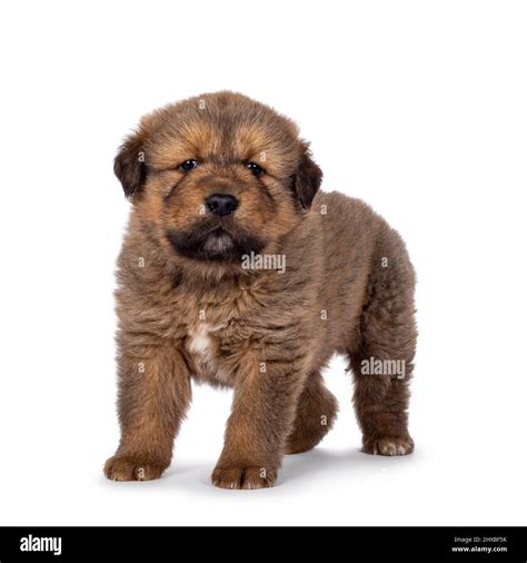 Tibetan mastiff side Cut Out Stock Images & Pictures - Alamy