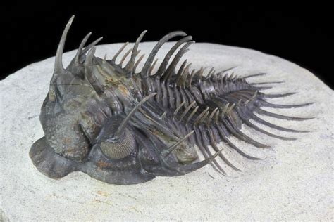 Spiny Comura Trilobite Excellent Preparation For Sale