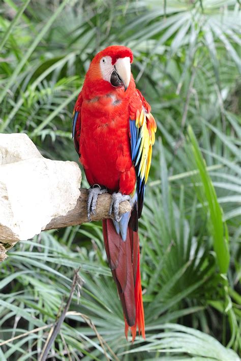 Parrot from XCaret | Parrot, Xcaret, Animals