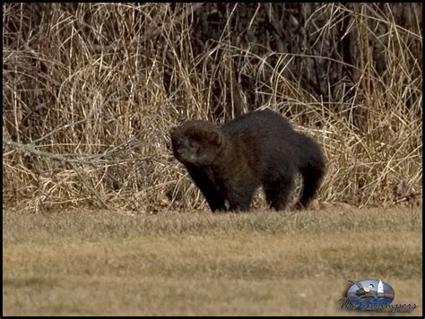 pictures of a fisher cat : Biological Science Picture Directory – Pulpbits.net