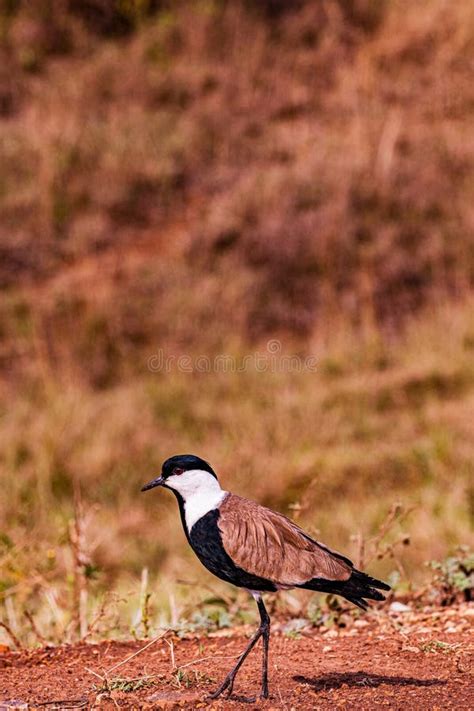 P Ssaros Animais Selvagens Mam Feros No Parque Nacional De Nairobi