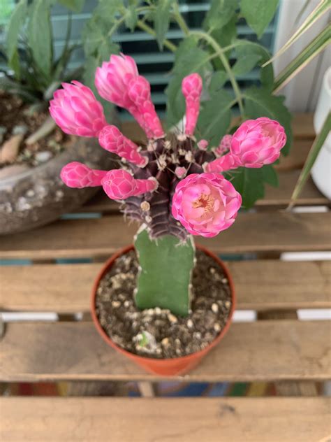 My moon cactus is blooming! : r/MoonCactus