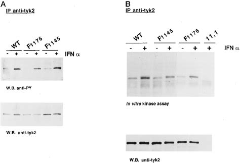 In Vivo Tyrosine Phosphorylation And In Vitro Kinase Activity Of