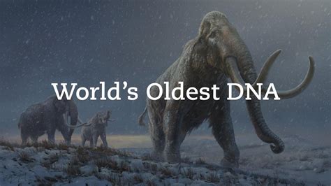 Worlds Oldest Dna Reveals How Mammoths Evolved Youtube