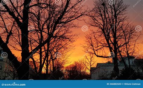 Sunrise Colorful Skies And Naked Trees In Paris Stock Image Image Of