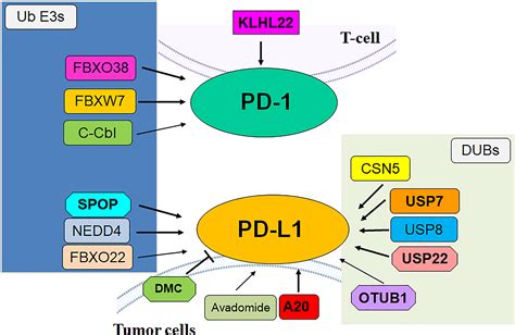 Frontiers The E Ubiquitin Ligases Regulate Pd Pd L Protein Levels