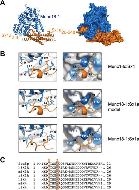 The N-terminal interaction of Munc18-1 and Sx1a. A, the Munc18-1-Sx1a ... 