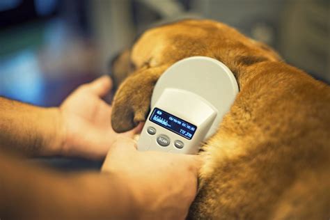 Pet Microchipping Using Technology To Bring Your Pet Home Lone Tree