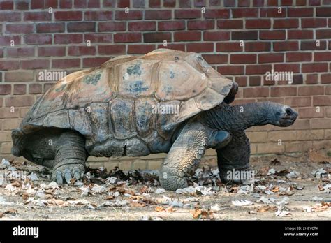 Tortuga Gigante De Gal Pagos Chelonoidis N Ger La Especie Viva M S