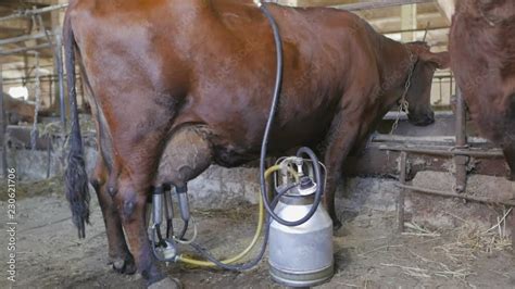 Cow Milking Machine At Livestock Farming Automated Dairy Processing