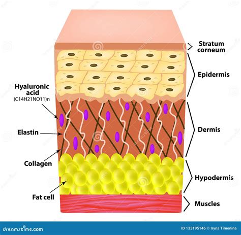 Anatomical Structure of the Skin. Elastin, Hyaluronic Acid, Collagen ...