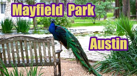 Mayfield Park Lots Of Peacock In Austin Texas Youtube